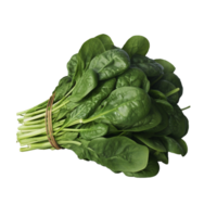 Cabbage no background png