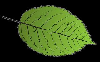 Printleaf with drops of water on a black background vector
