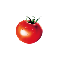 tomate não fundo png