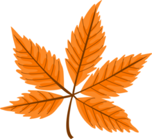 Autumn maple leaf png