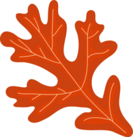 Autumn maple leaf png