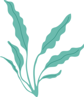 océan corail illustration png