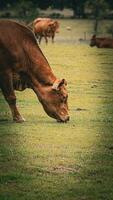 Rural Meadow Grazing Brown Cattle in Green Pasture photo