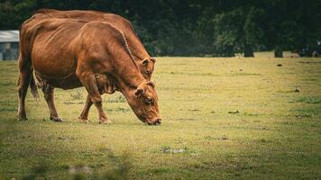 Rural Meadow Grazing Brown Cattle in Green Pasture photo