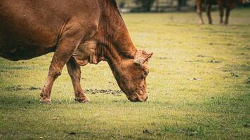 Rural Meadow Grazing Brown Cattle in Green Pasture photo