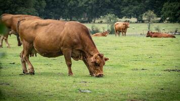 Rural Meadow Grazing Brown Cattle in Green Pasture photo