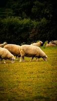 Flock of Woolly Sheep on a Countryside Farm photo