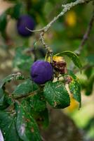 Purple Blue plums on tree branch photo