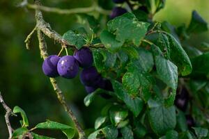 púrpura azul ciruelas en árbol rama foto