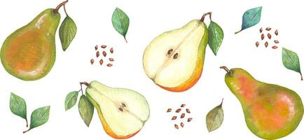 Collection of pears from 9 elements. You can create patterns and illustrations yourself, as well as add to other elements. vector