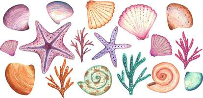 Collection of sea shells. 17 elements. Suitable for the holiday of the sea and for creating designs, patterns. vector