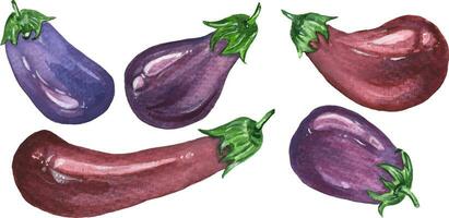 Eggplant collection of 5 elements. You can create patterns and illustrations yourself, as well as add to other elements. vector