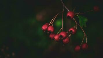 Macro Closeup of Ripe Hawthorn Berries in Autumn photo