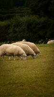 rebaño de lanoso oveja en un campo granja foto