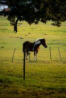 Horses in field at sunset sunrise photo