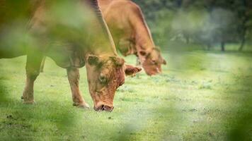 Rural Meadow Grazing Brown Cattle in Green Pasture photo