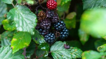 Ripe Blackberries on a Bramble Bush photo