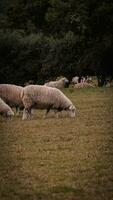 Flock of Woolly Sheep on a Countryside Farm photo