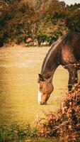 castaña belleza de cerca de un maravilloso caballo foto