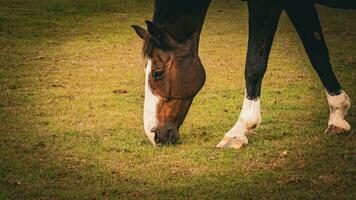 castaña belleza de cerca de un maravilloso caballo foto