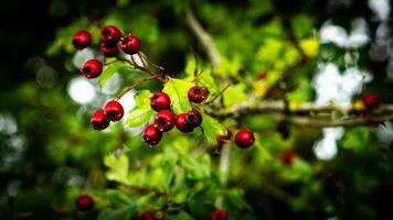 Macro Closeup of Ripe Hawthorn Berries in Autumn photo