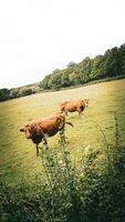 Rural Meadow Grazing Brown Cattle in Green Pasture photo