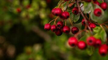 Macro Closeup of Ripe Hawthorn Berries in Autumn photo