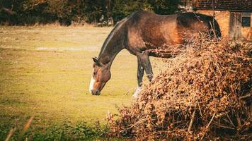 castaña belleza de cerca de un maravilloso caballo foto