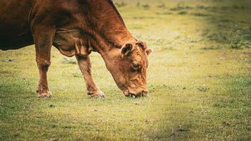 Rural Meadow Grazing Brown Cattle in Green Pasture photo