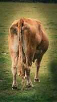 Rural Meadow Grazing Brown Cattle in Green Pasture photo