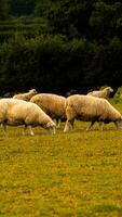 Flock of Woolly Sheep on a Countryside Farm photo