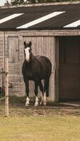 castaña belleza de cerca de un maravilloso caballo foto