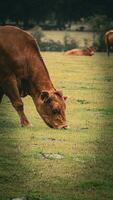 Rural Meadow Grazing Brown Cattle in Green Pasture photo