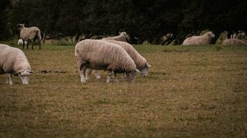 rebaño de lanoso oveja en un campo granja foto