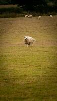 Flock of Woolly Sheep on a Countryside Farm photo