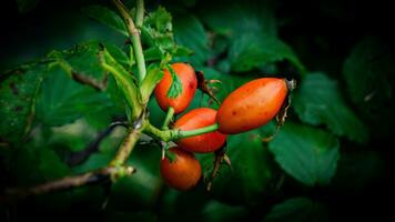 Macro Shot of Ripe Rose Hips in Nature photo