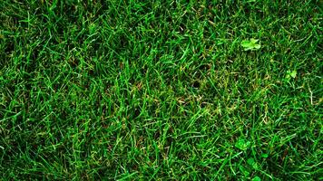 Texture background of green grass photo