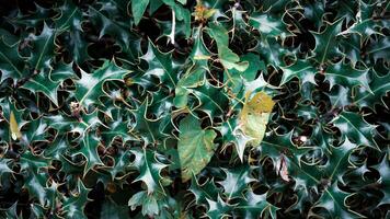 Tropical Jungle Abstract Top View Foliage photo