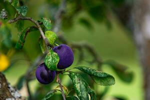 Purple Blue plums on tree branch photo