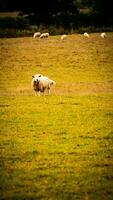 Flock of Woolly Sheep on a Countryside Farm photo