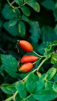 Macro Shot of Ripe Rose Hips in Nature photo