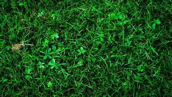 Texture background of green grass photo