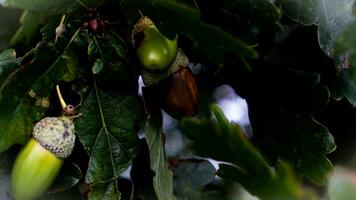 Detailed Macro Shot of European Oak Leaf and Acorn photo