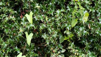 Tropical Jungle Abstract Top View Foliage photo