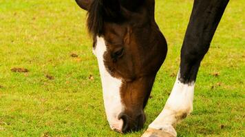 castaña belleza de cerca de un maravilloso caballo foto