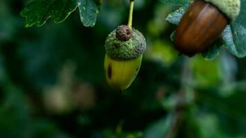 Detailed Macro Shot of European Oak Leaf and Acorn photo