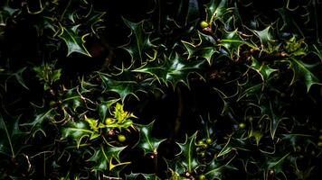 Tropical Jungle Abstract Top View Foliage photo