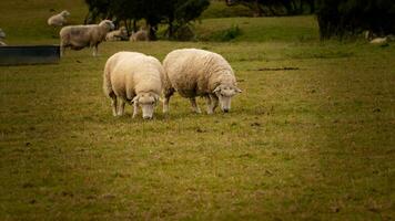 rebaño de lanoso oveja en un campo granja foto