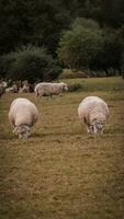 Flock of Woolly Sheep on a Countryside Farm photo