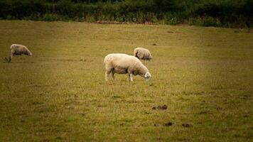 Flock of Woolly Sheep on a Countryside Farm photo